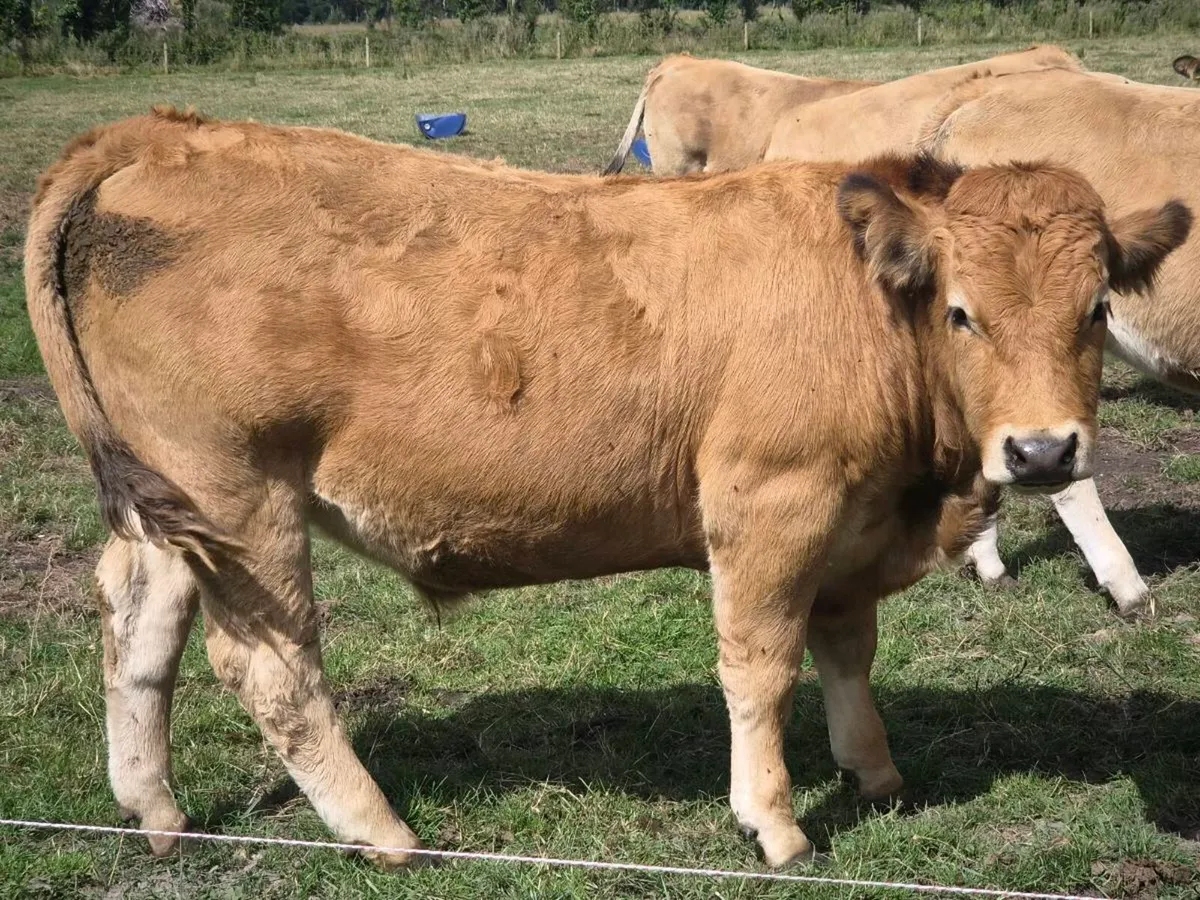 Bullocks - Image 1