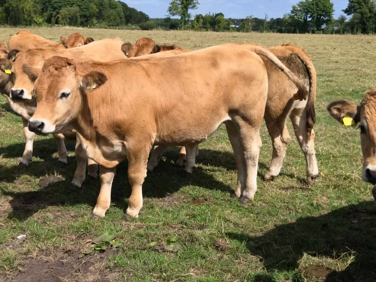 Bullocks - Image 3