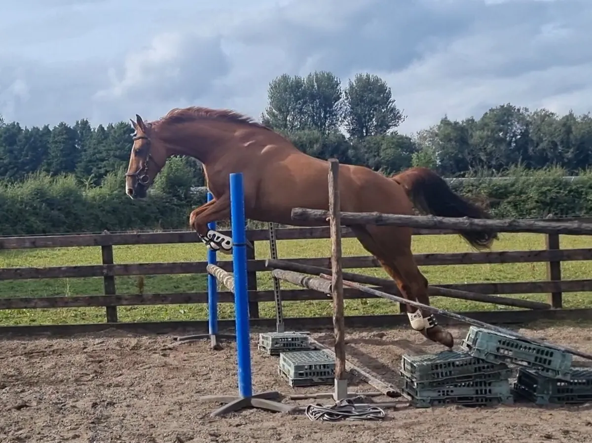 17hh 7yo ISH Gelding - Image 3