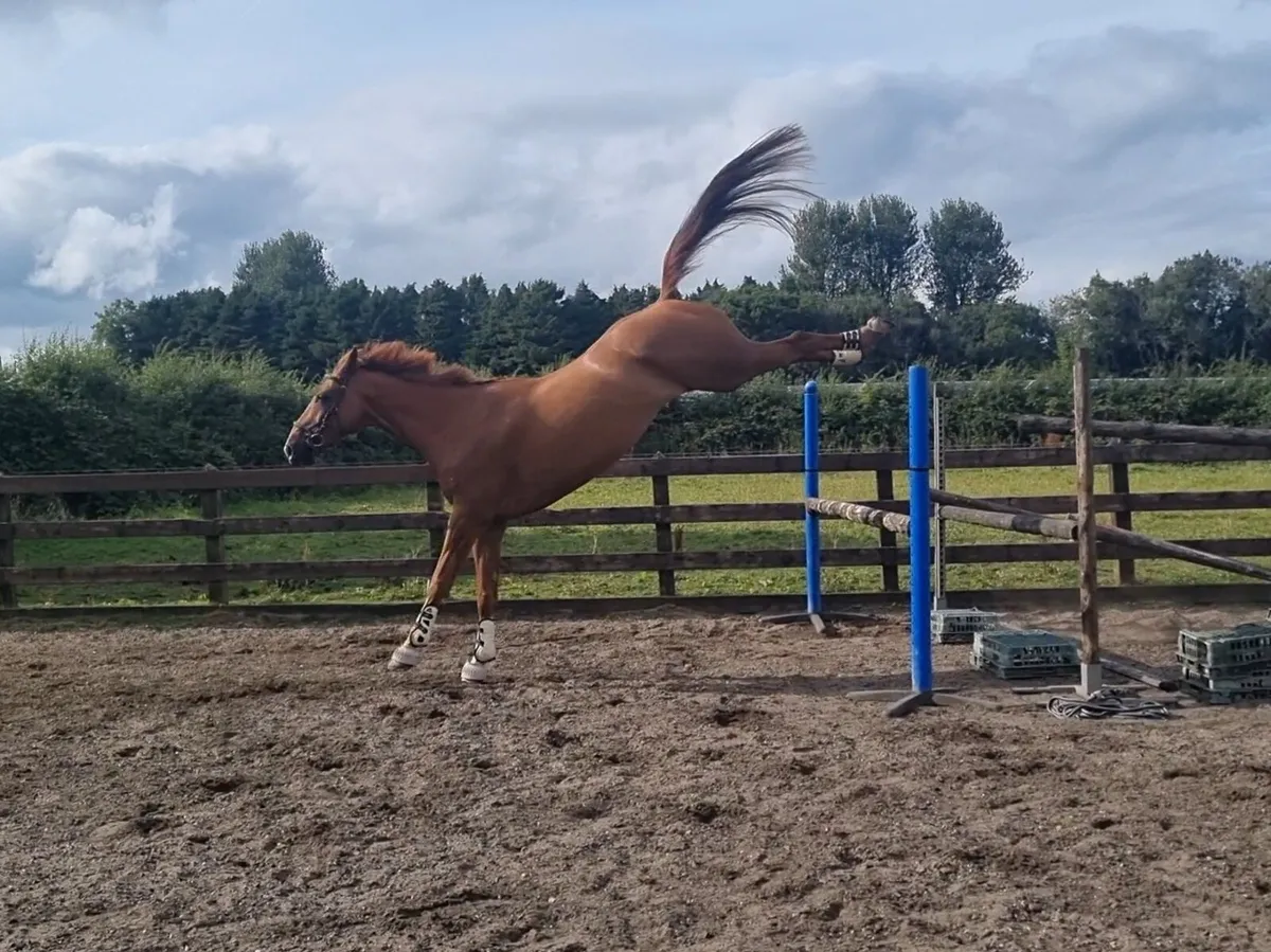 17hh 7yo ISH Gelding - Image 4