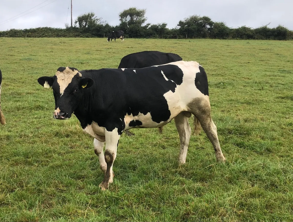 Ped Fr Bull - Image 1