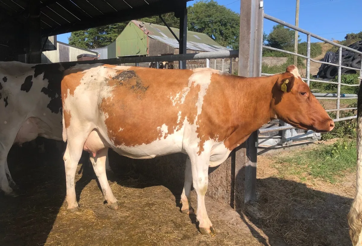 Ped Fr Bull - Image 2