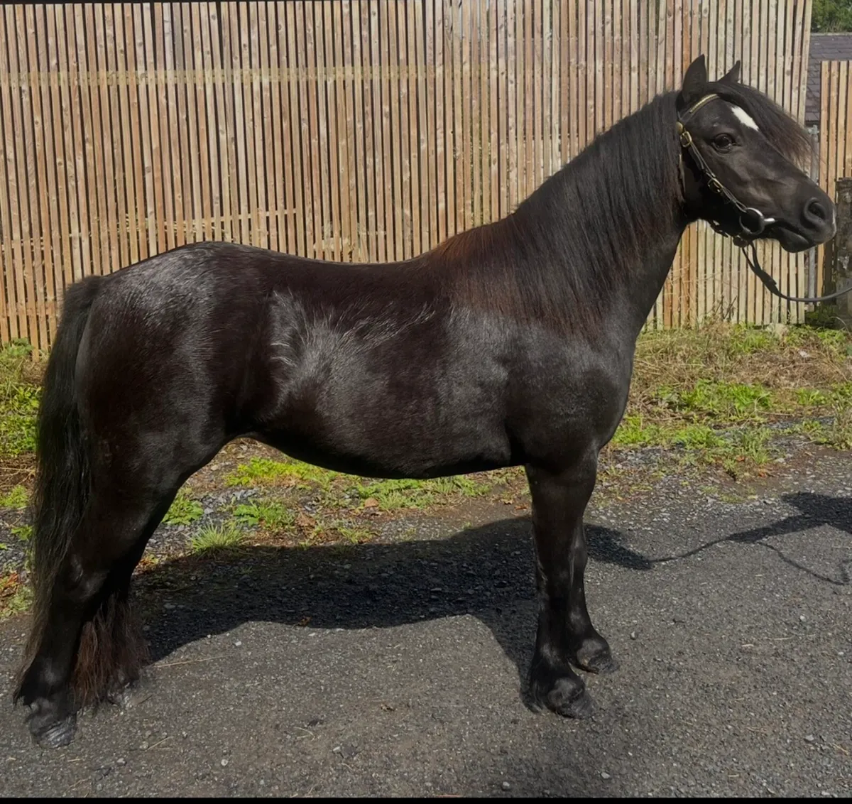 Show pony - Image 2
