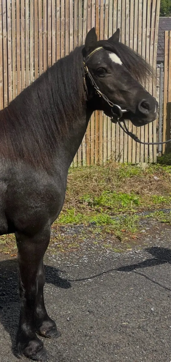 Show pony - Image 3