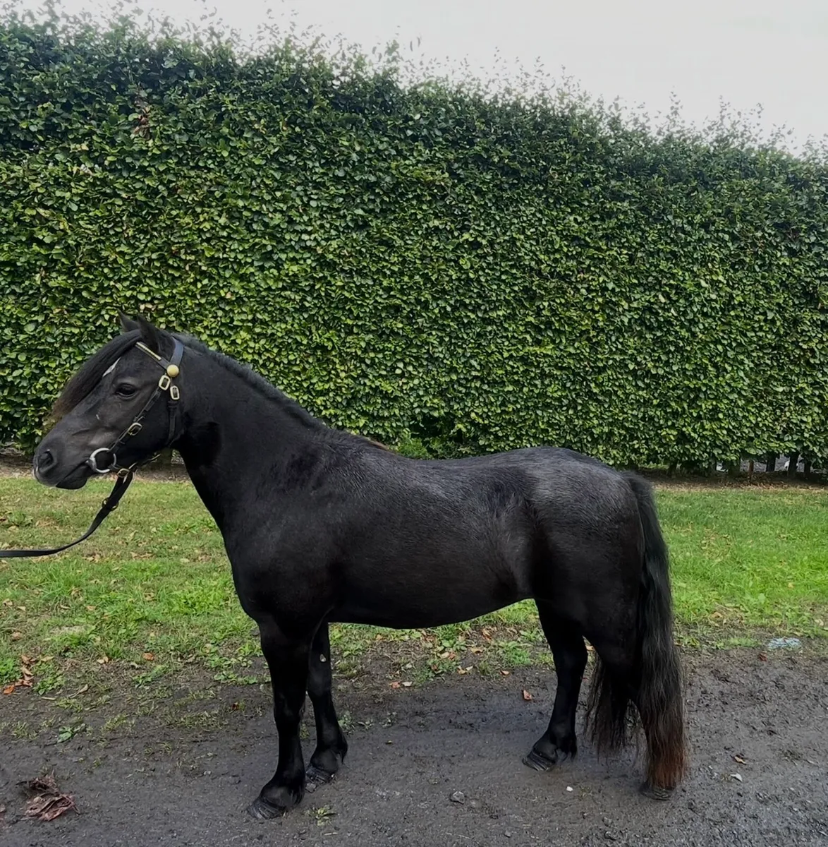 Show pony - Image 1