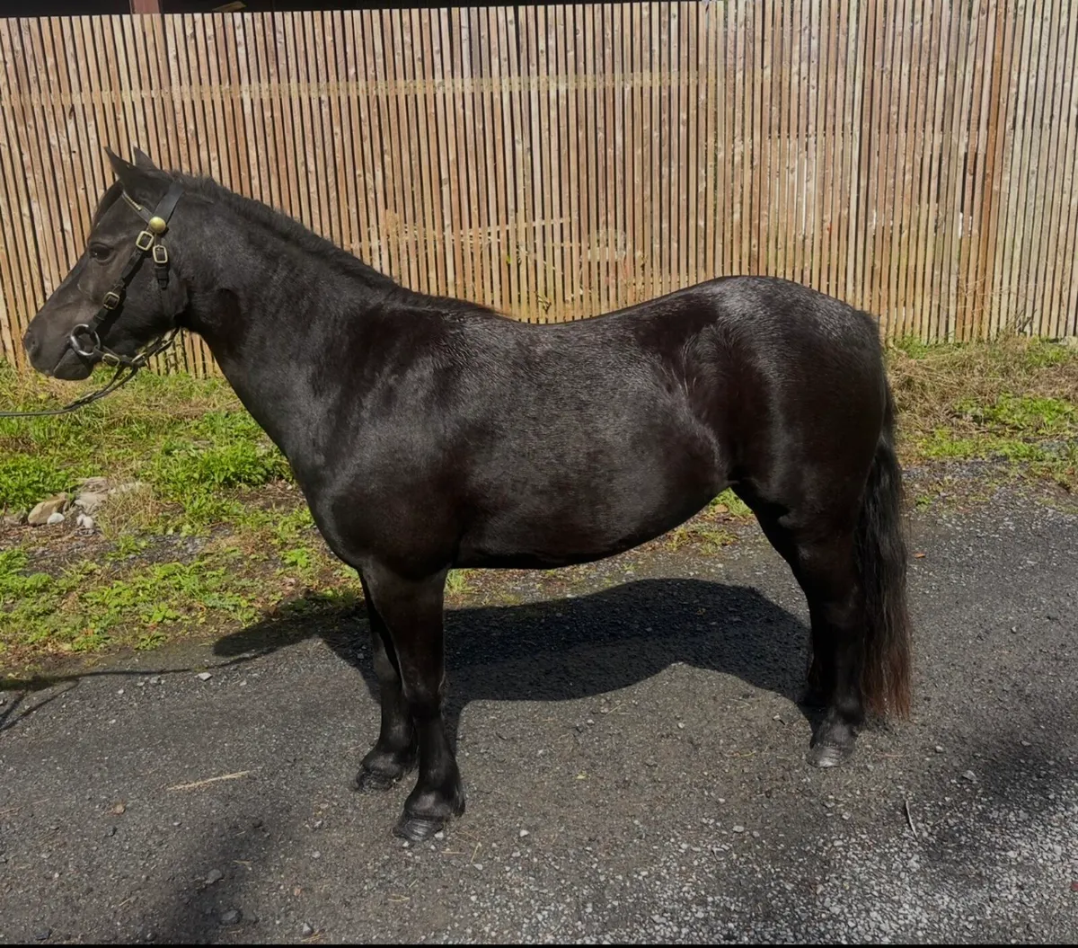 Show pony - Image 4