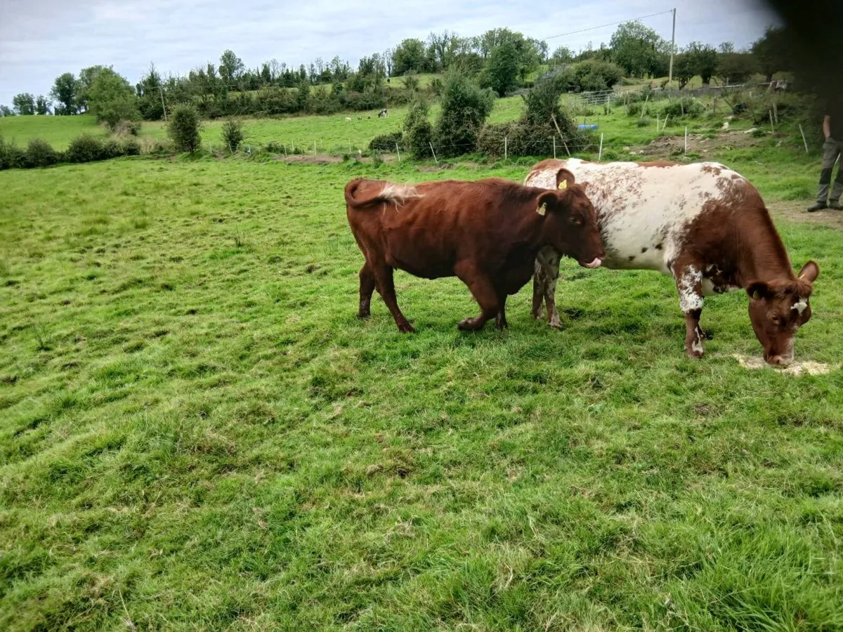 In calf heifers - Image 3