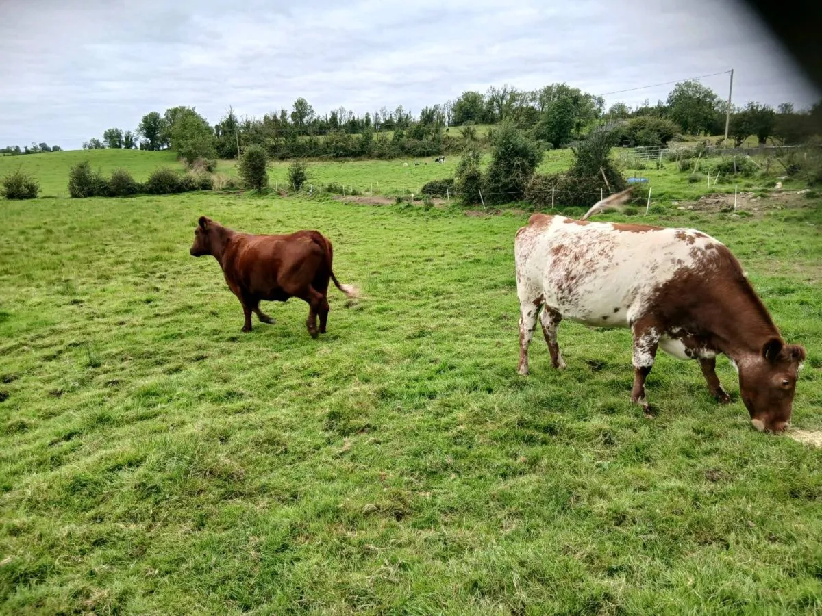 In calf heifers - Image 4