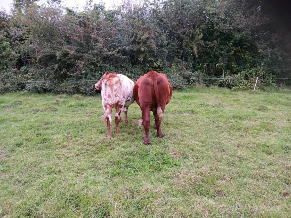 In calf heifers - Image 2