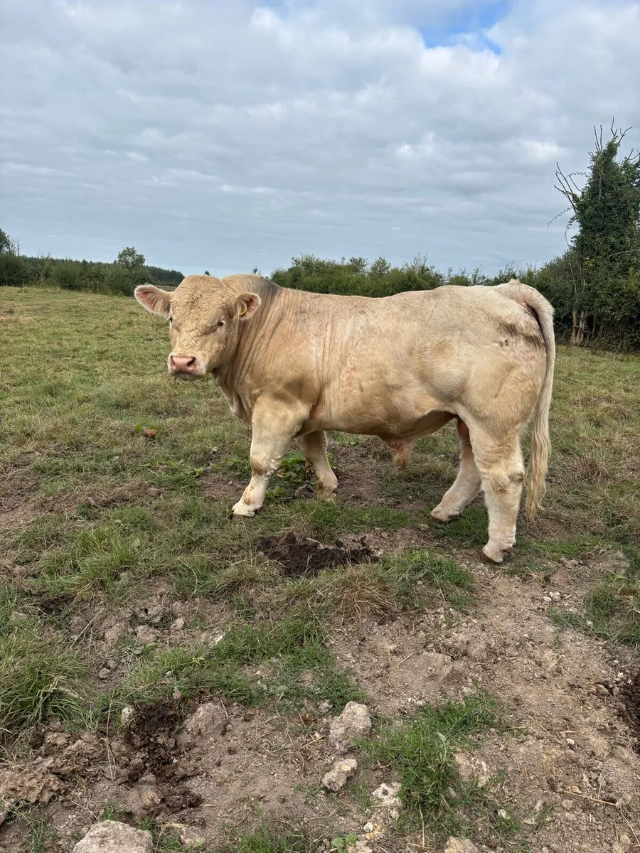 2 Ped Regestered Charolais Bulls - Image 1
