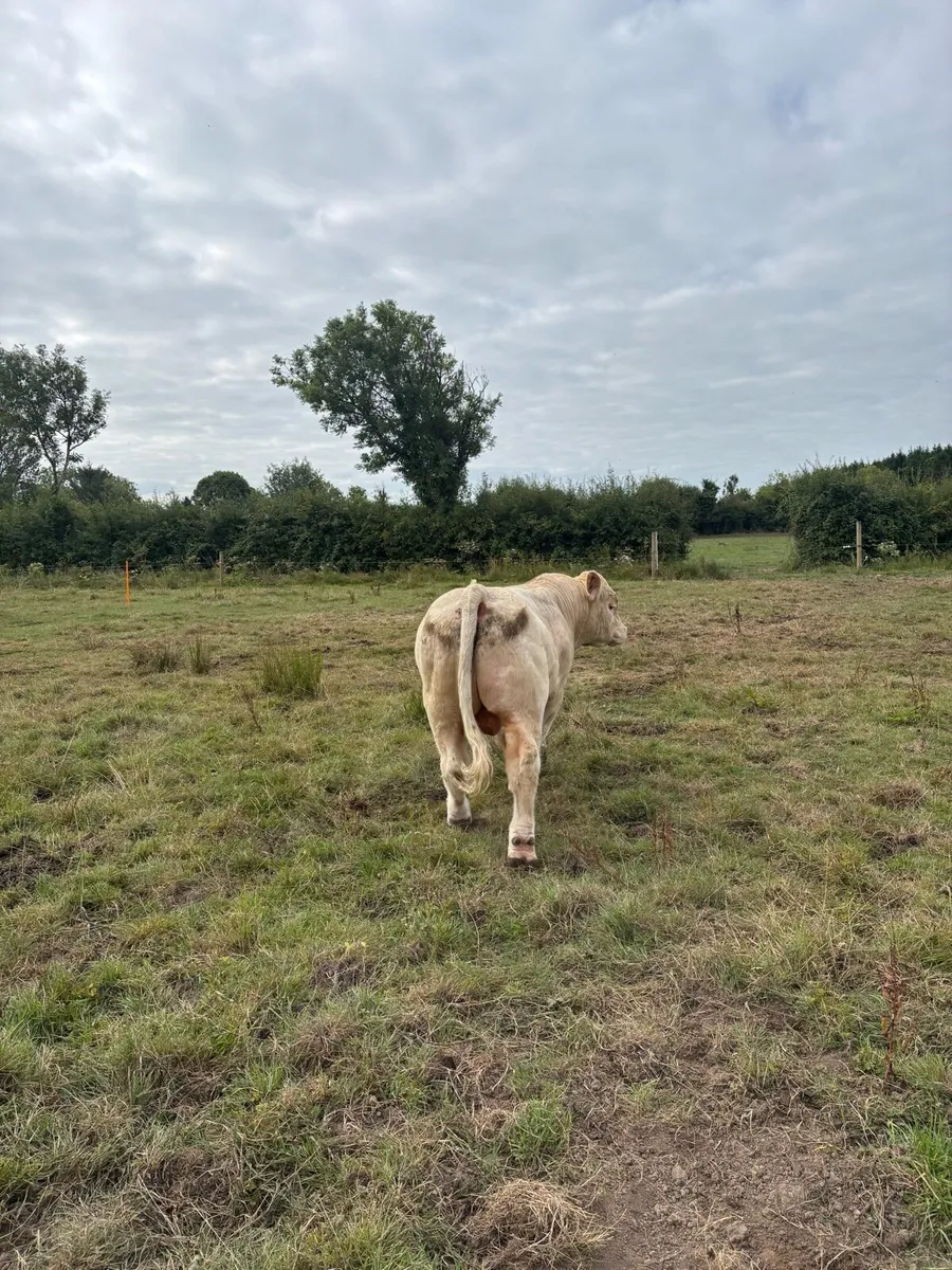 2 Ped Regestered Charolais Bulls - Image 2