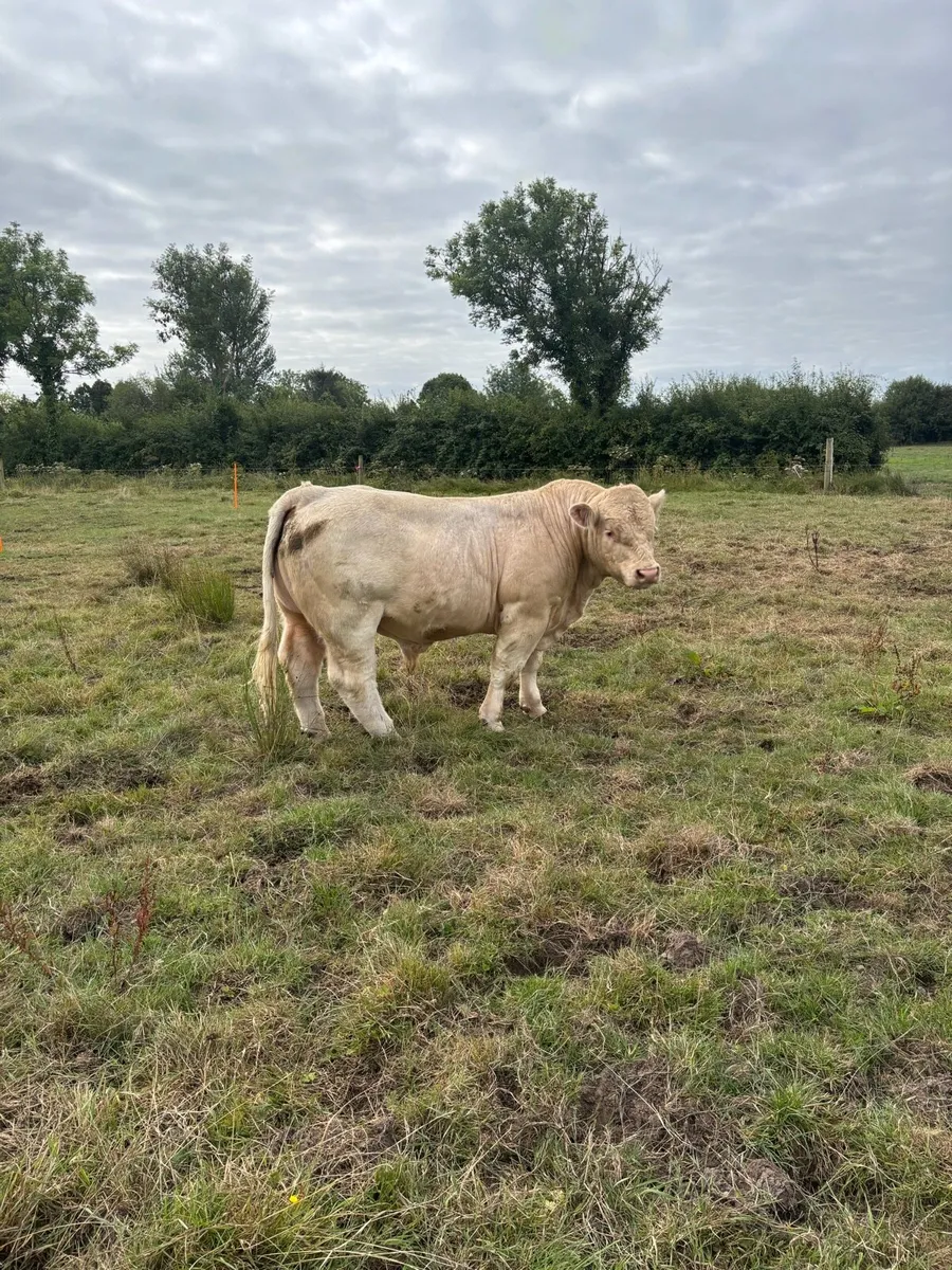 2 Ped Regestered Charolais Bulls - Image 3