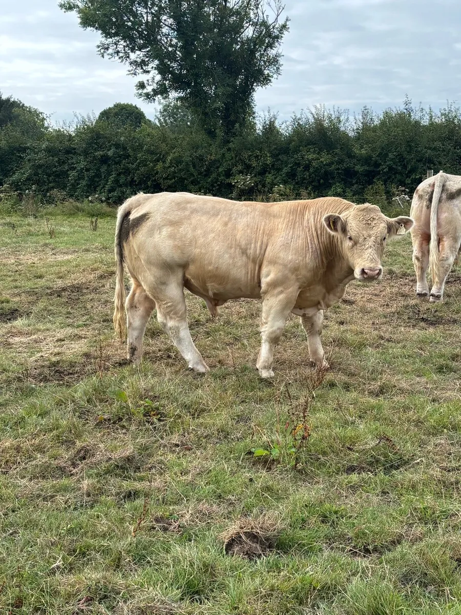 2 Ped Regestered Charolais Bulls - Image 4
