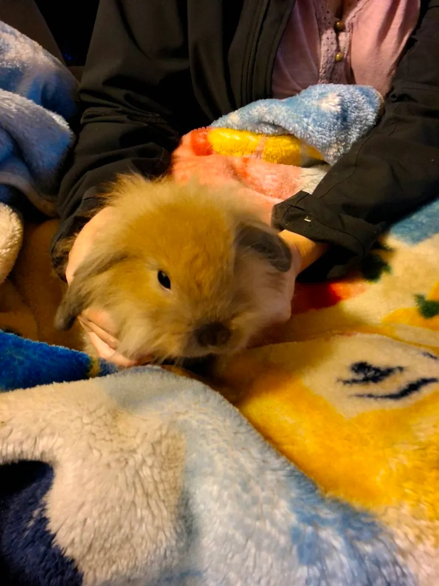 Rabbit - Image 1