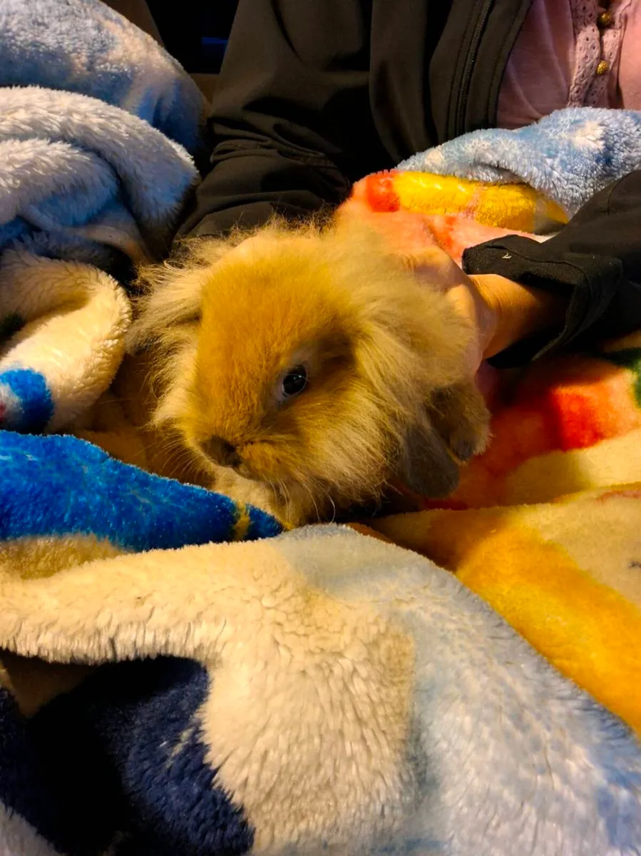 Rabbit - Image 2