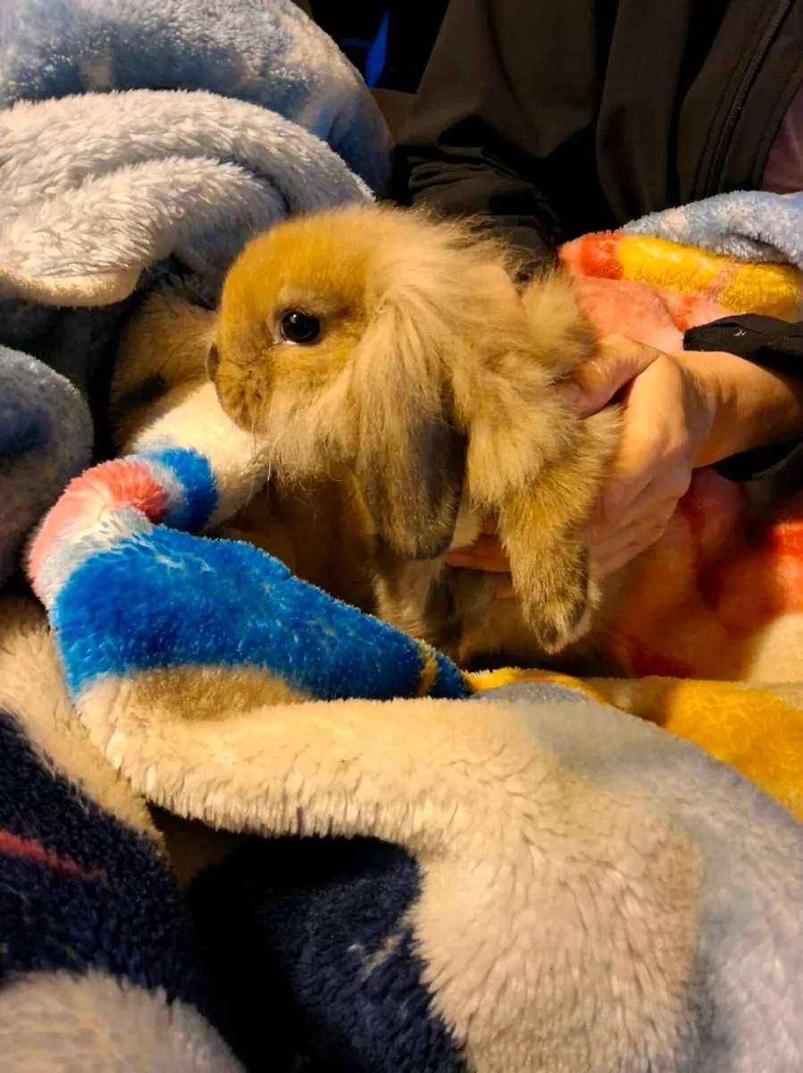 Rabbit - Image 3