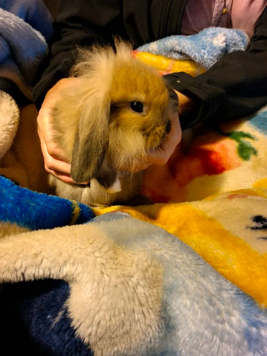 Rabbit - Image 4