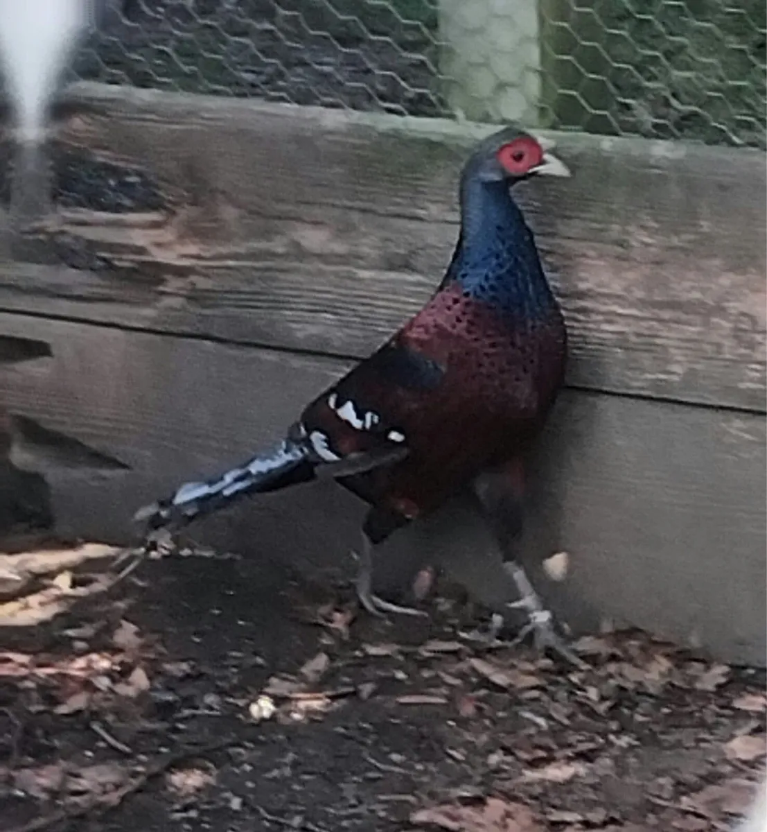 Ornamental Pheasants for sale - Image 3
