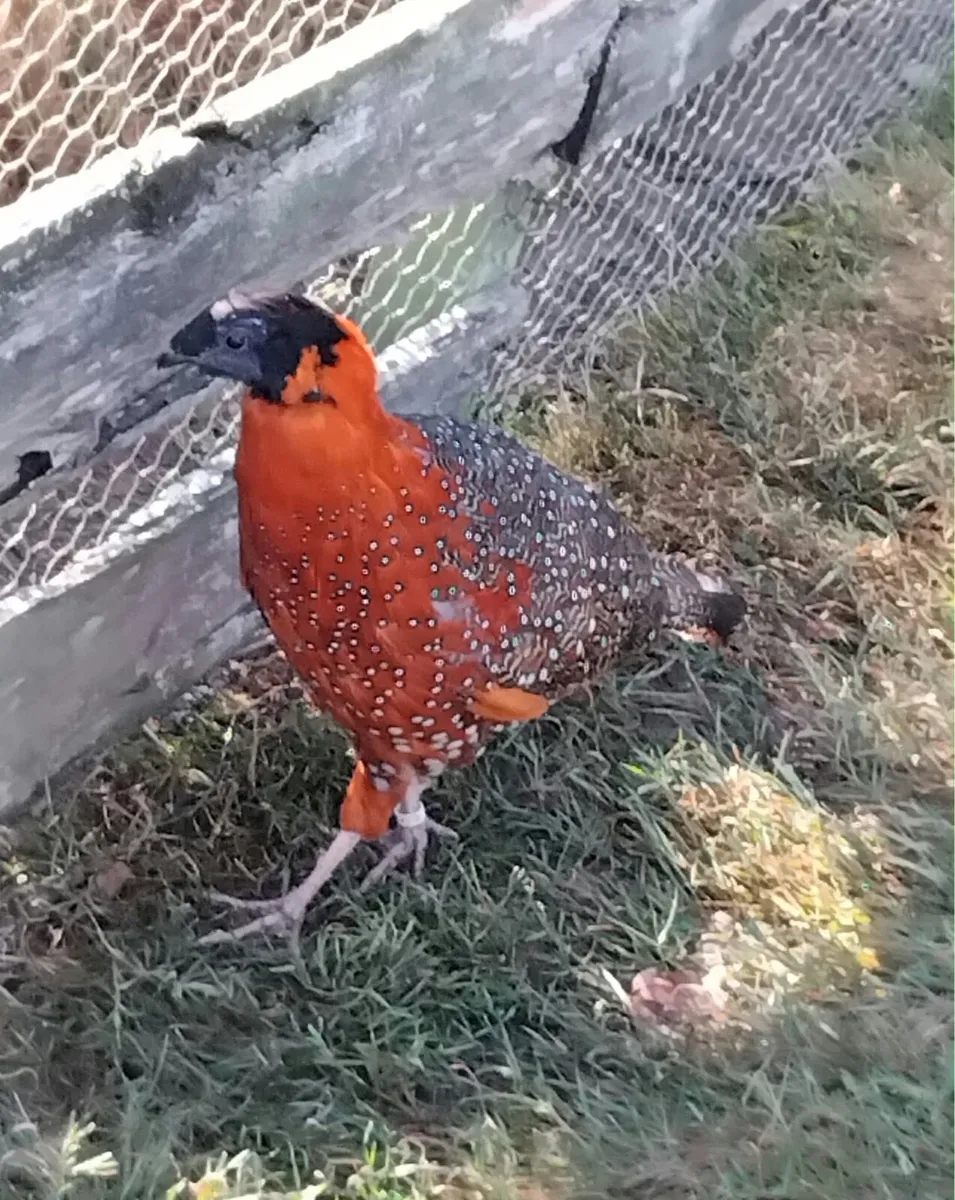 Ornamental Pheasants for sale - Image 4