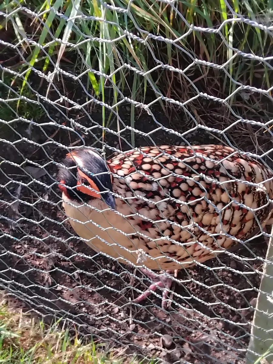 Ornamental Pheasants for sale - Image 2