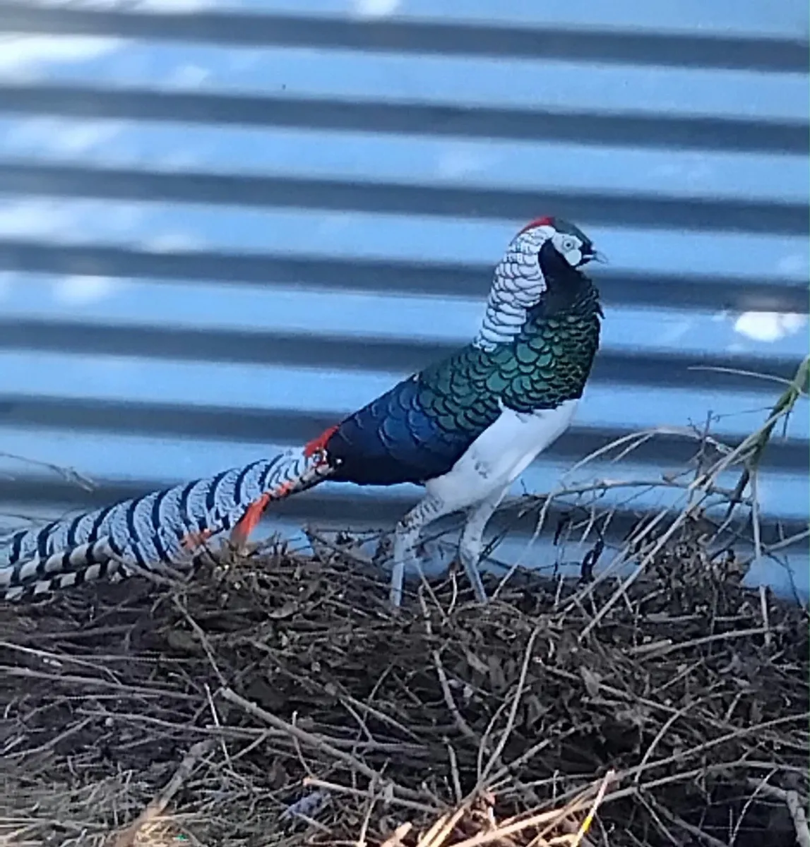 Ornamental Pheasants for sale - Image 1