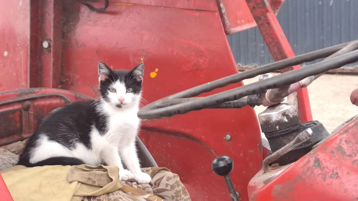 Kittens - Image 1