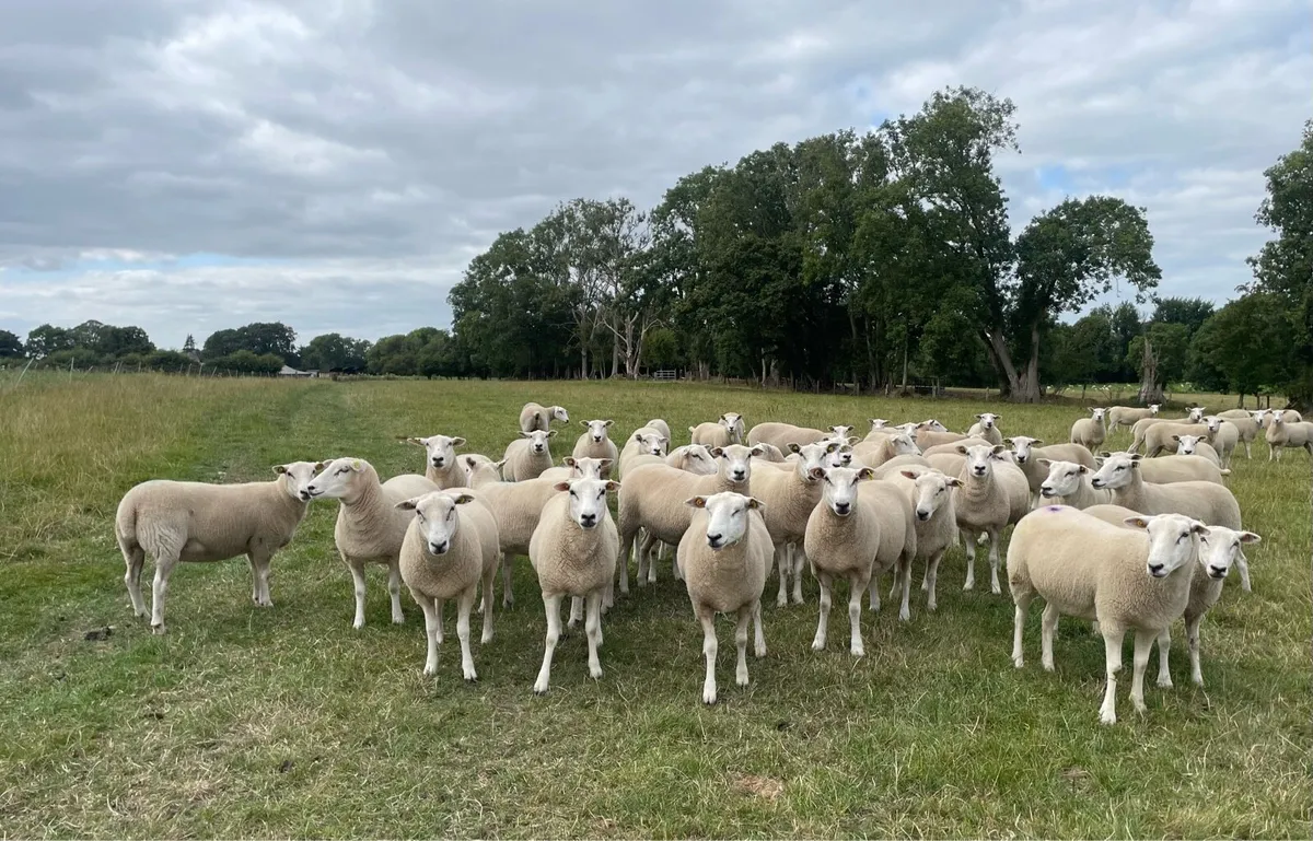 Lleyn Shearling ewes for Sale - Image 4