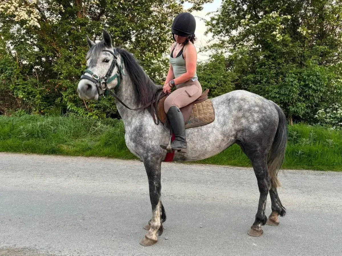 13.2 / 13.3  Connemara Mare - Updated. - Image 1
