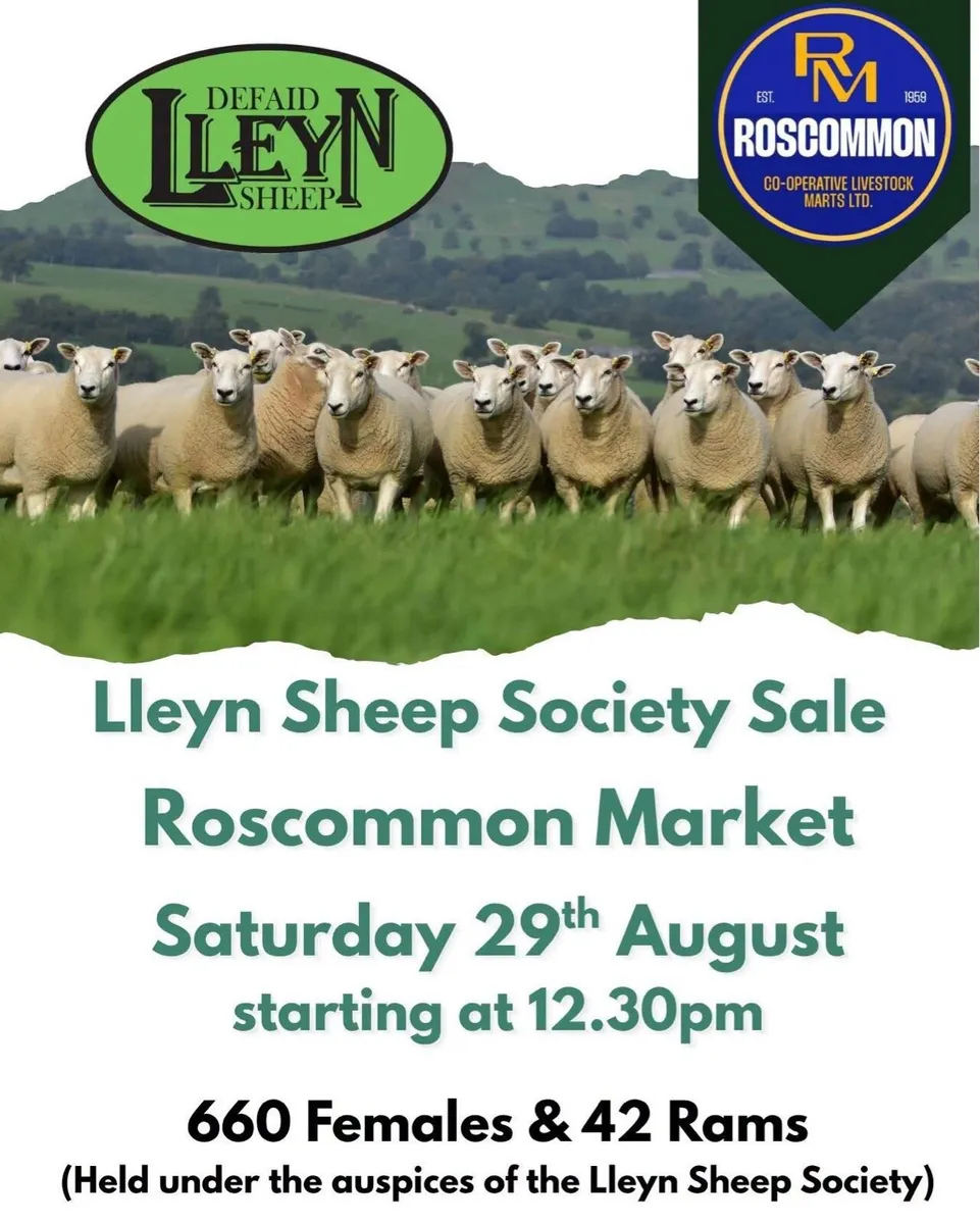 Lleyn Shearling ewes for Sale - Image 1