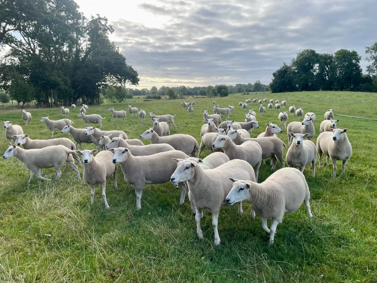 Lleyn Shearling ewes for Sale - Image 2