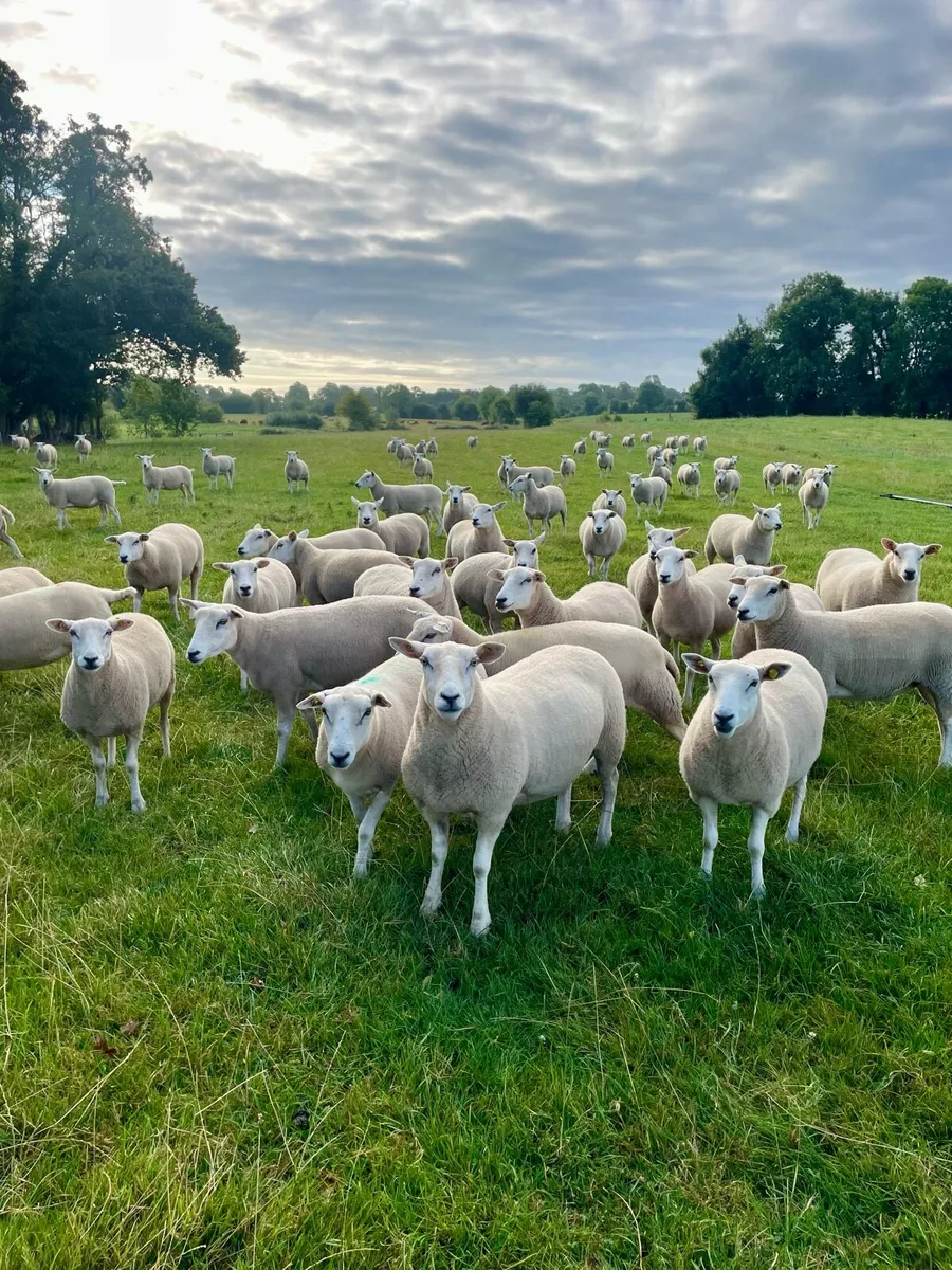 Lleyn Shearling ewes for Sale - Image 3
