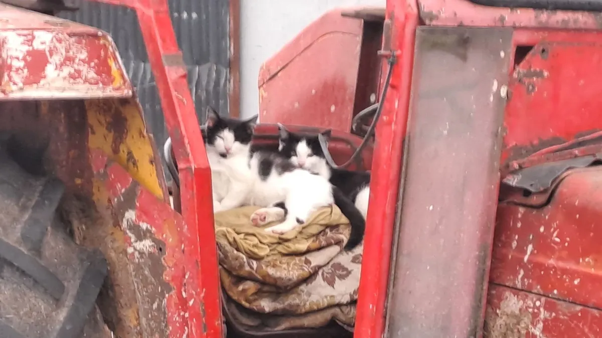 Kittens - Image 1