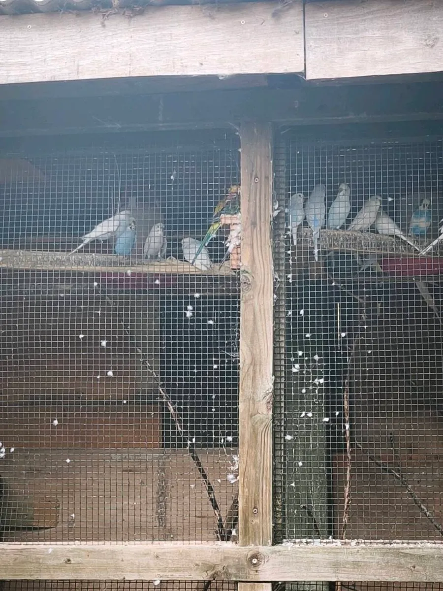 Budgies - Image 1