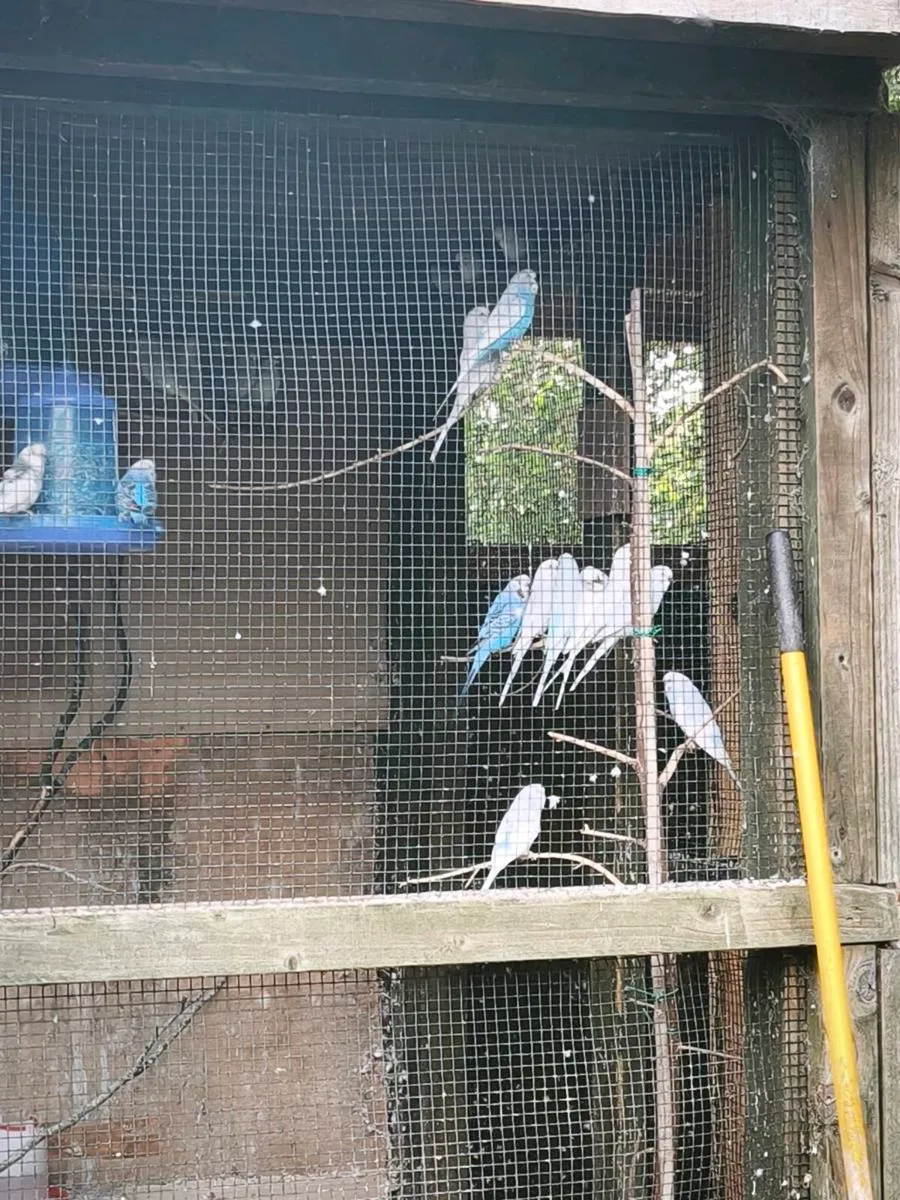 Budgies - Image 2