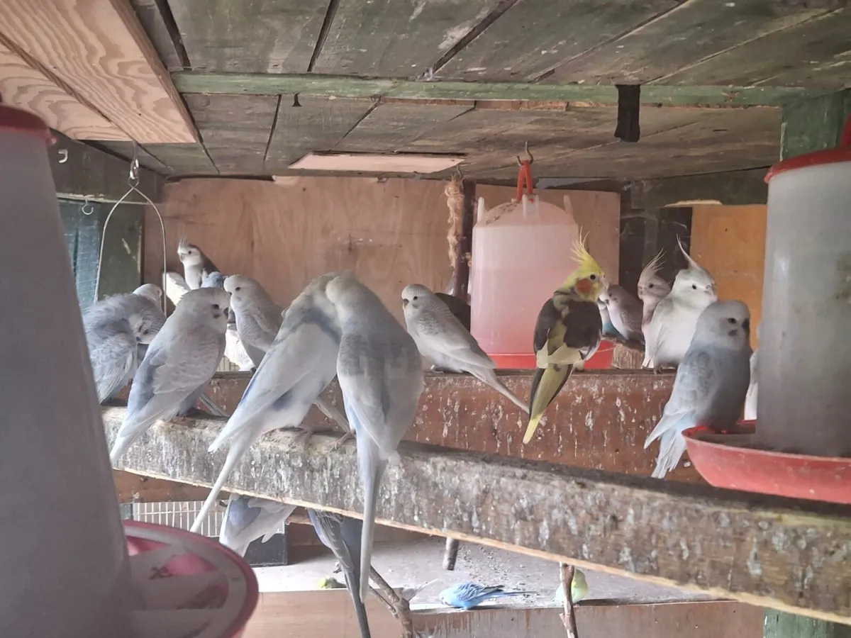 Budgies - Image 3