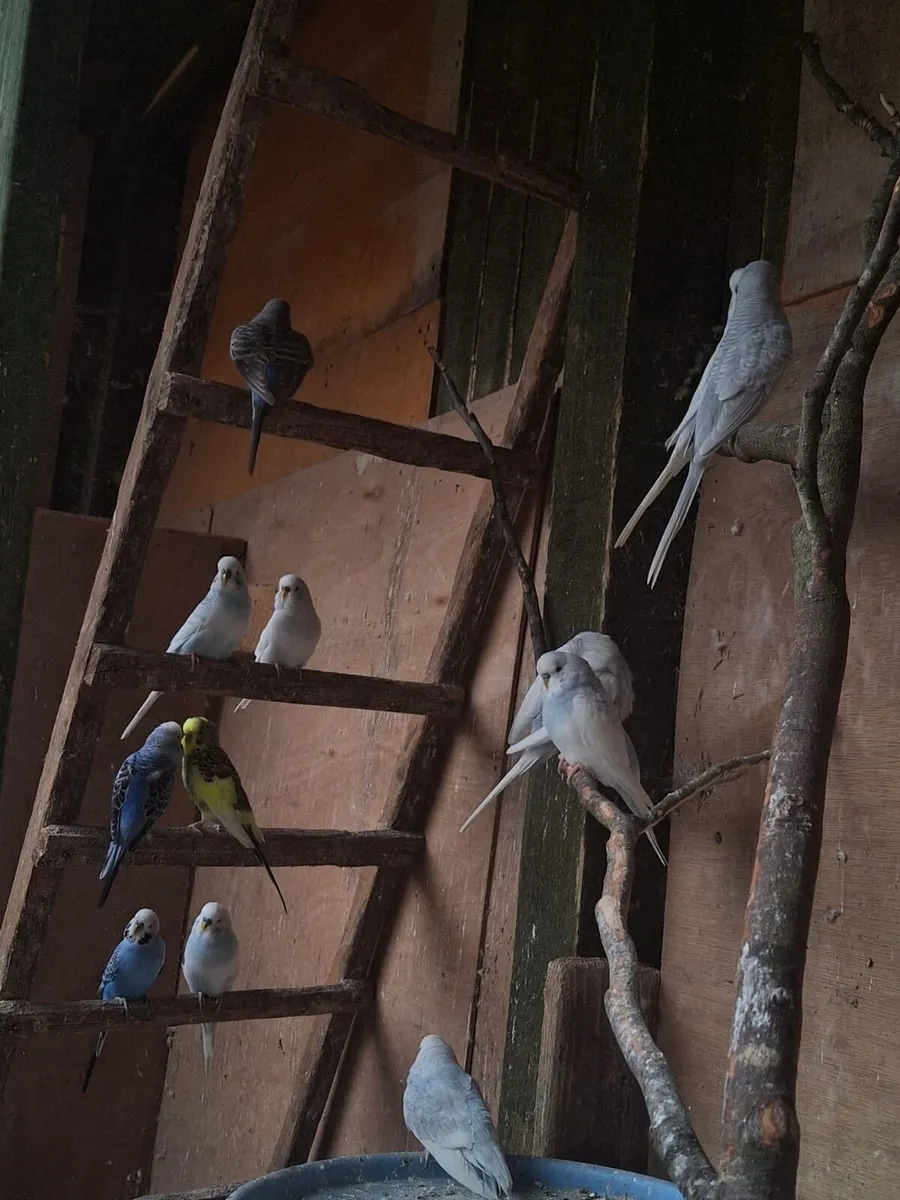 Budgies - Image 4