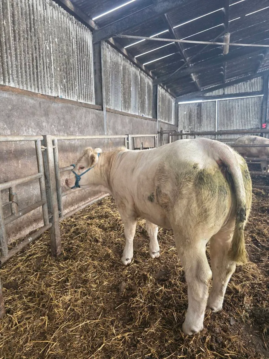 Scardaune  Charolais - Image 2