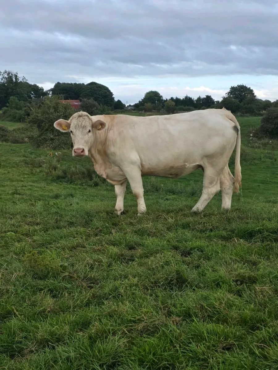 Scardaune  Charolais - Image 3