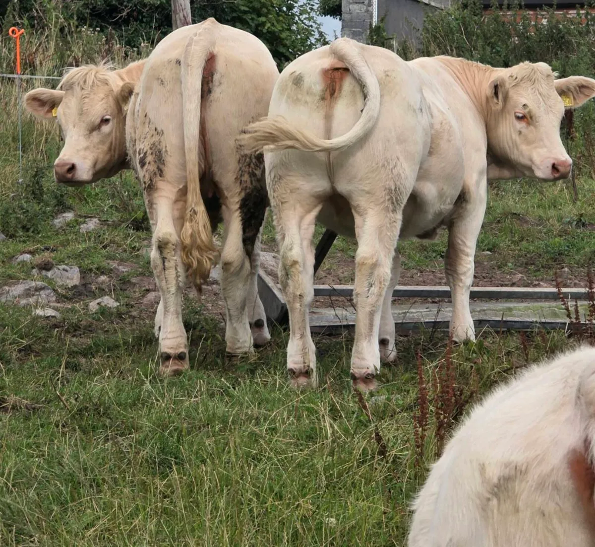 Scardaune  Charolais - Image 4