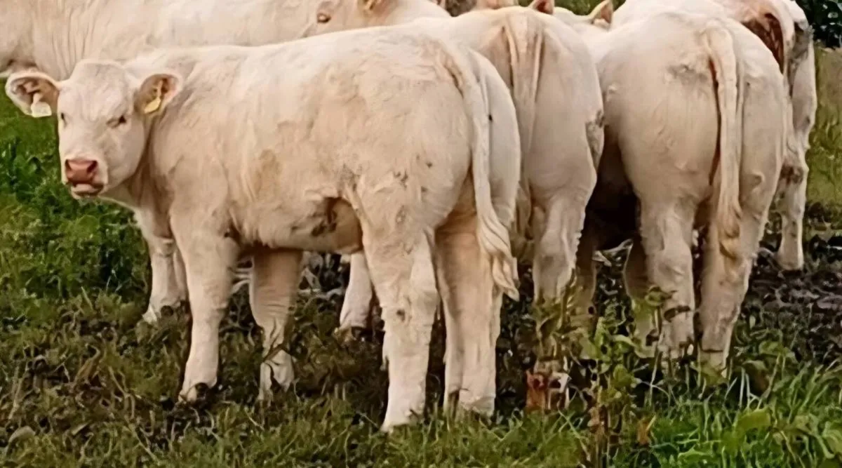 Scardaune  Charolais - Image 1
