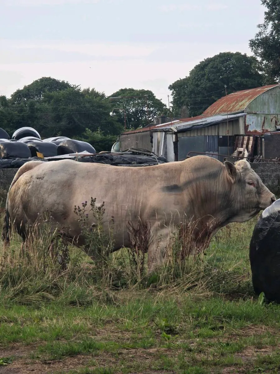 Scardaune  Charolais - Image 1