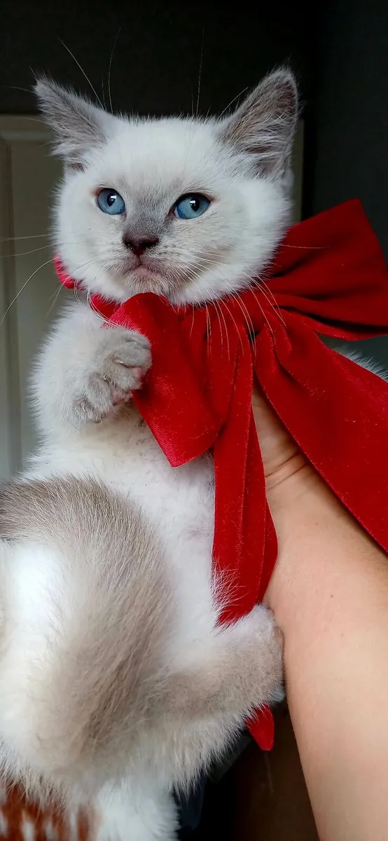 Amazing Purebred British color point kittens - Image 1
