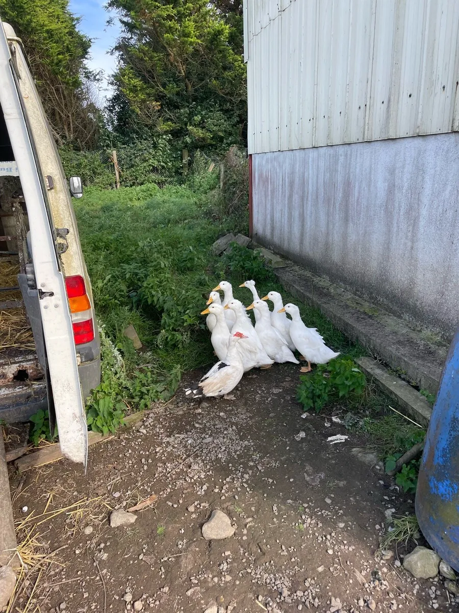 Aylesbury Ducks