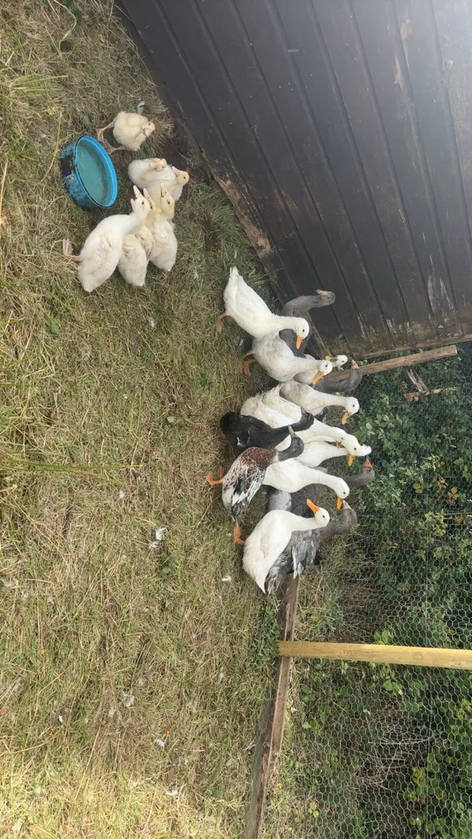 Ducks - Image 1