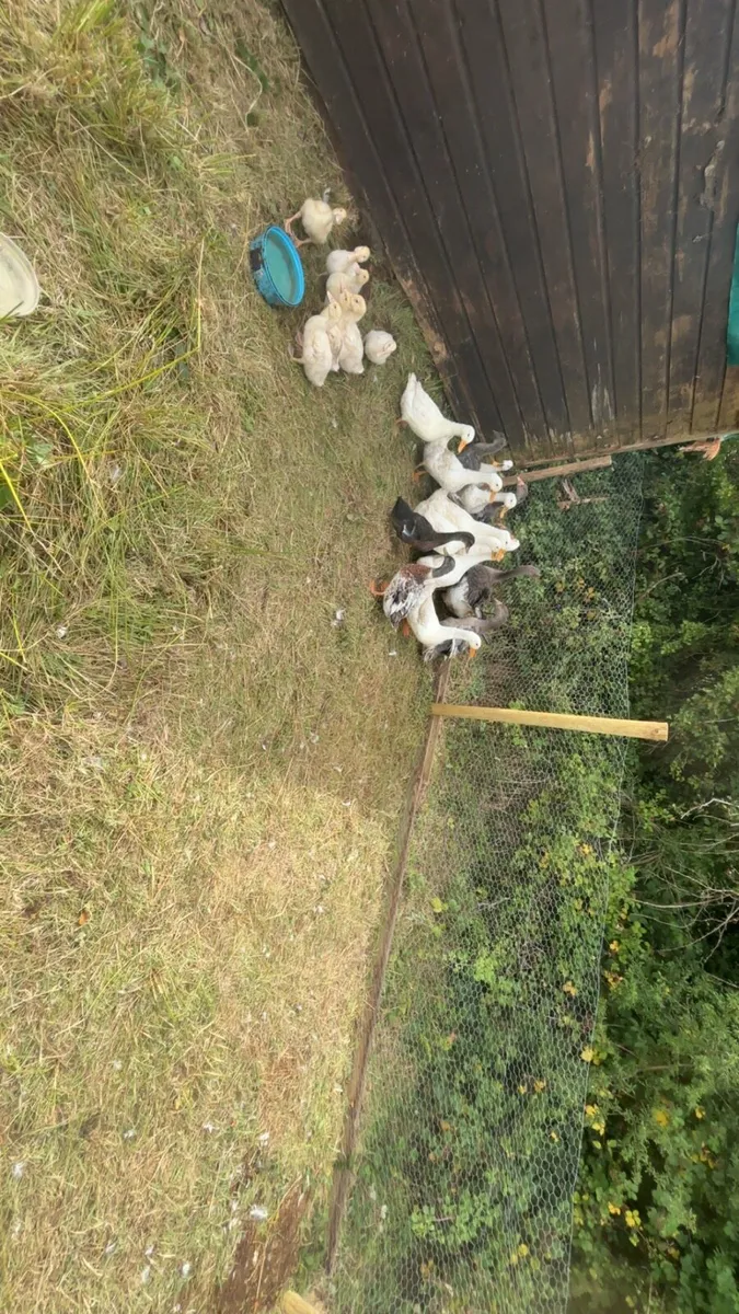 Ducks - Image 2