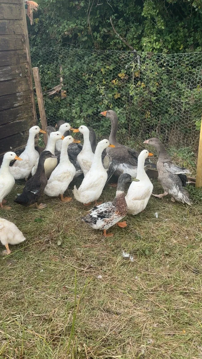 Ducks - Image 3