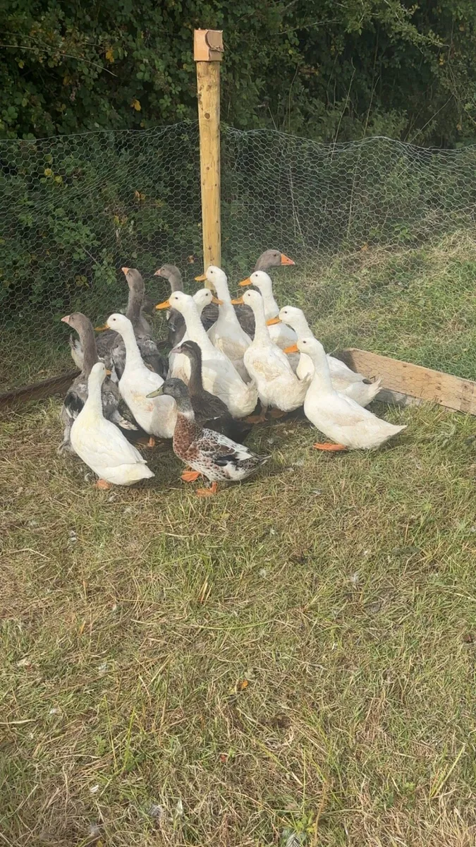 Ducks - Image 4