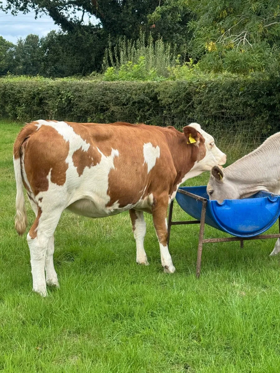 FKV Cross Heifers - Image 1