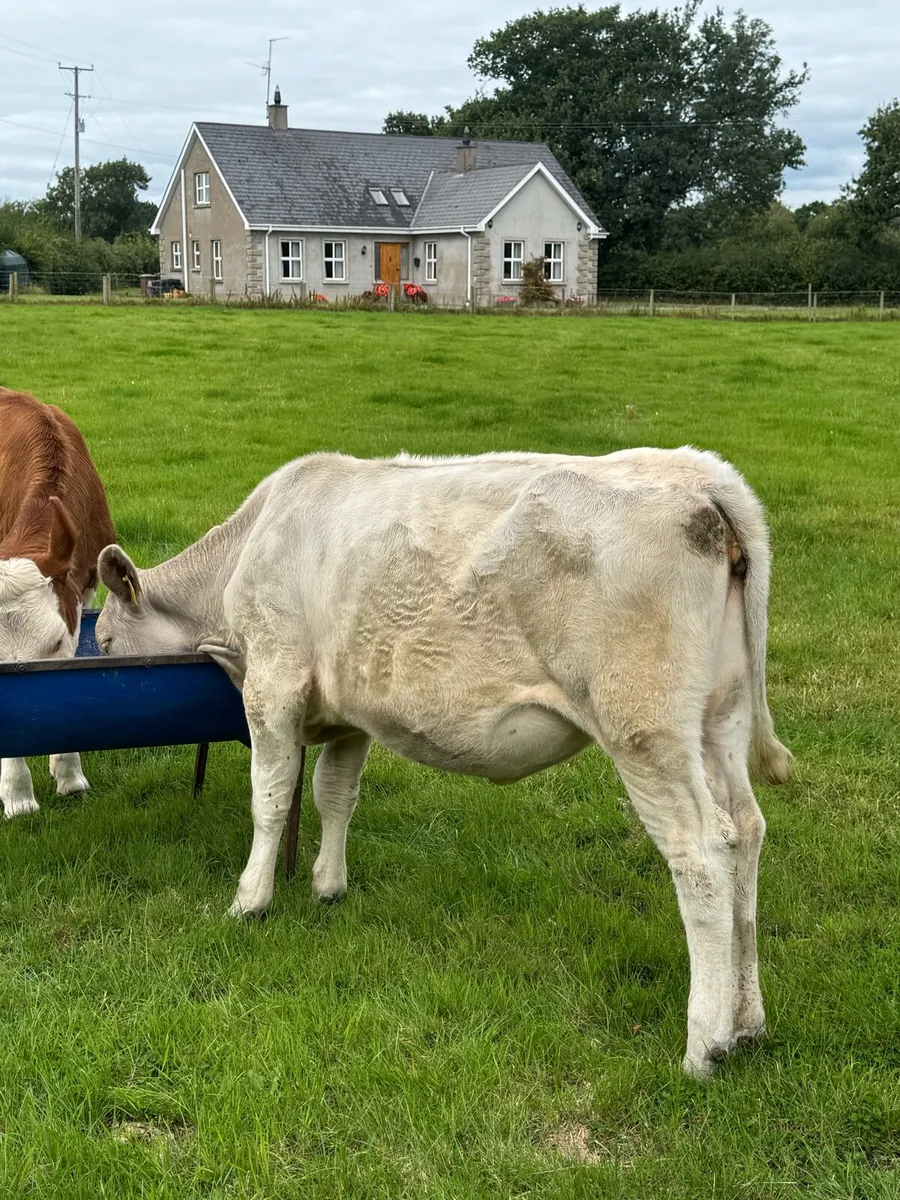 FKV Cross Heifers - Image 2