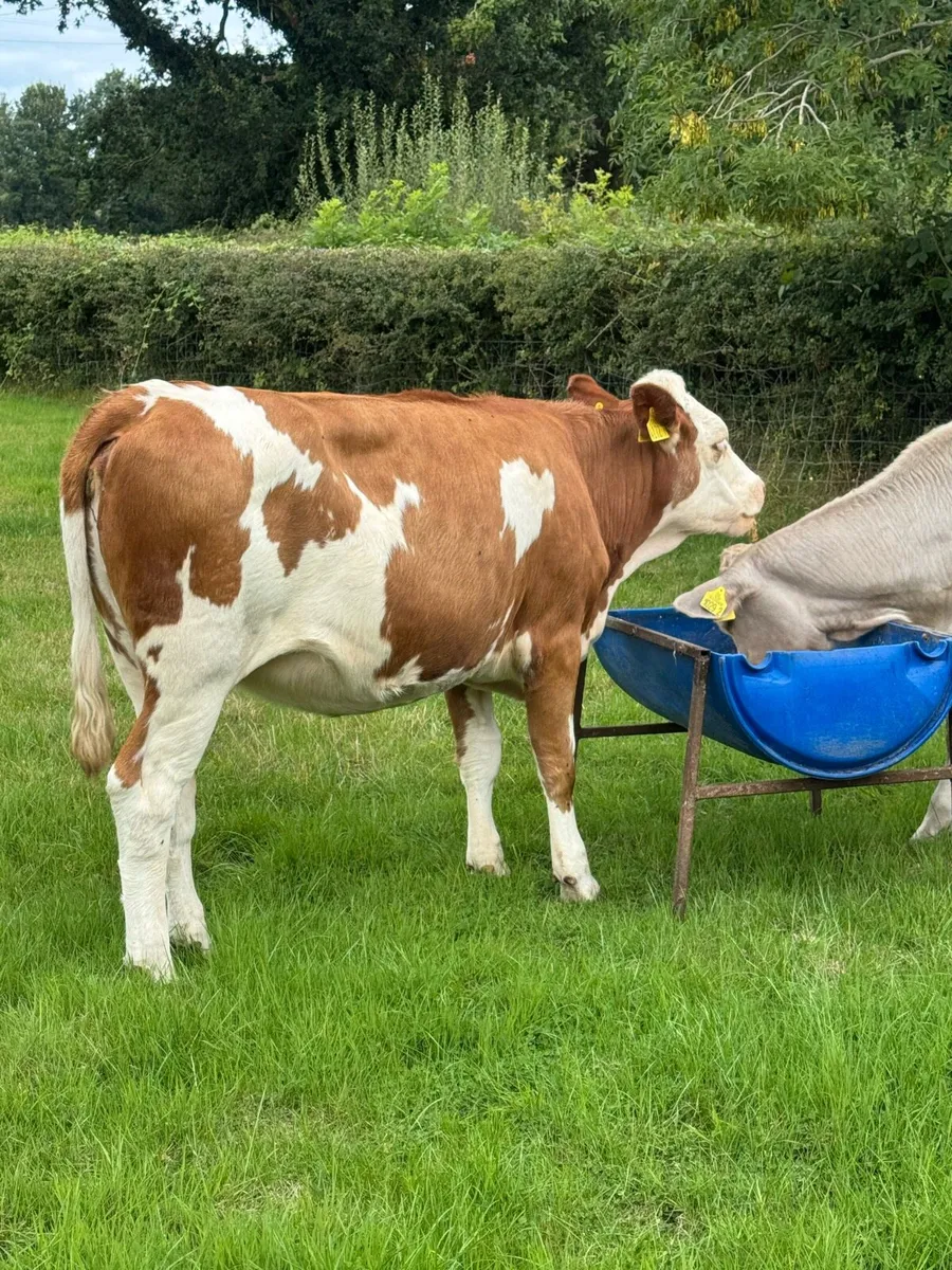 FKV Cross Heifers - Image 3